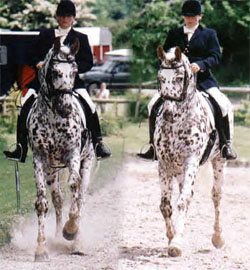 Hamlet Frydenlund - Knabstrupper Stallion